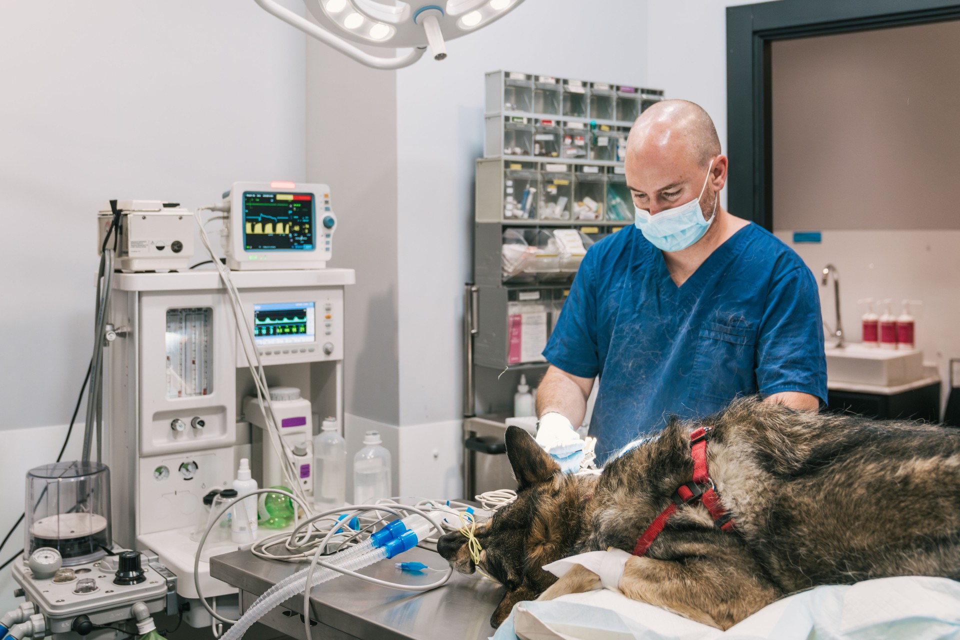 Veterinarian performing surgery on dog in veterinary hospital