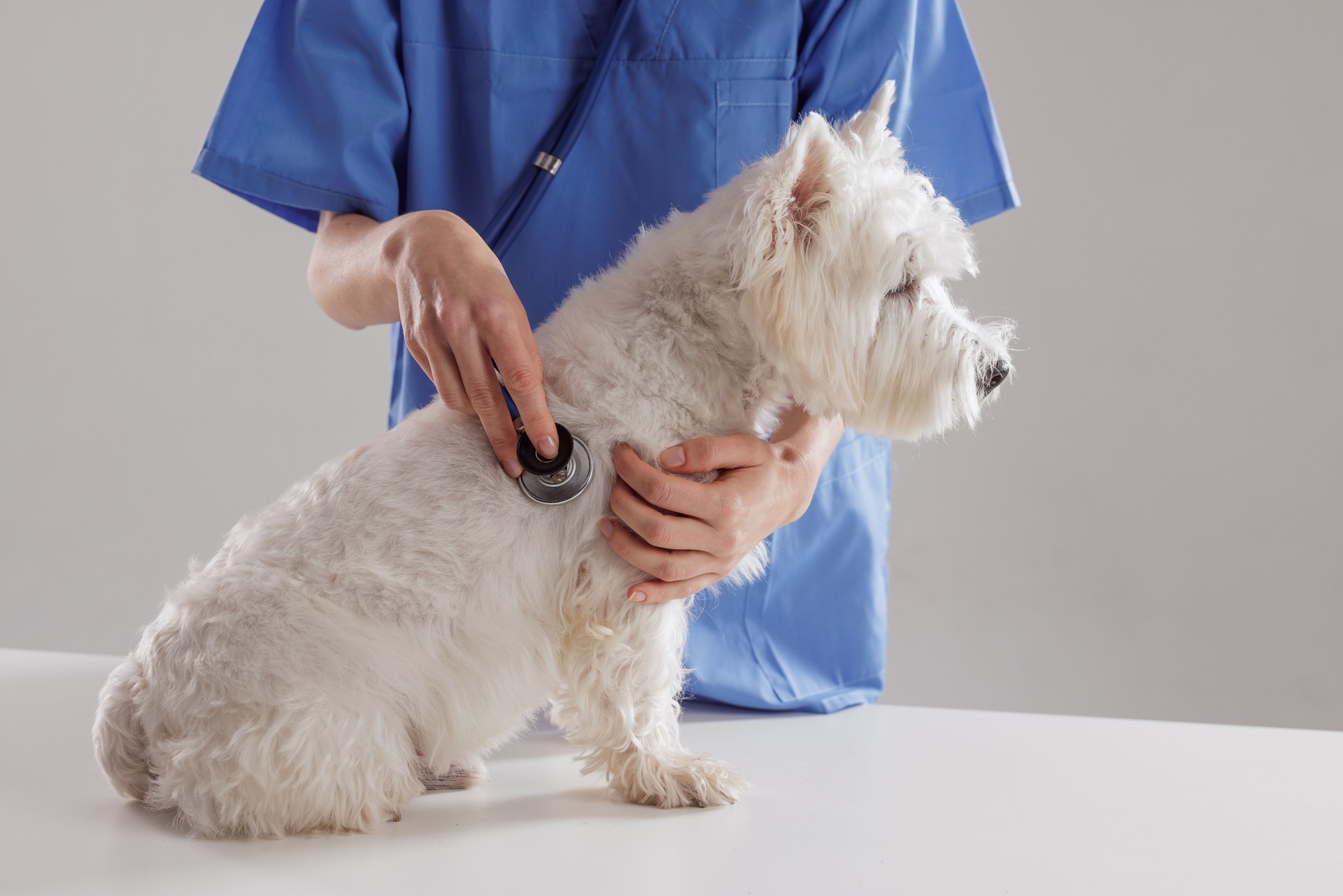 Veterinarian examining a small white dog with a stethoscope during a checkup at a clinic